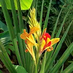 Appartement House W Little Tropical Garden Boedapest