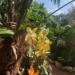 Lejlighed House W Little Tropical Garden *