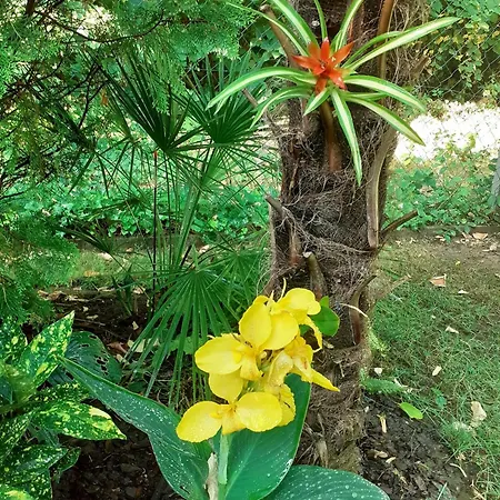 House W Little Tropical Garden Apartment