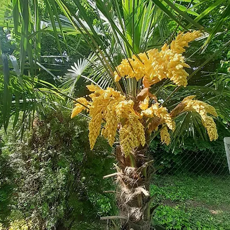 House W Little Tropical Garden *