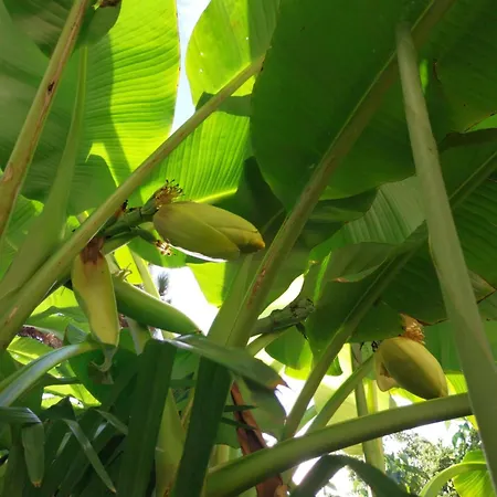 House W Little Tropical Garden דירה בודפשט