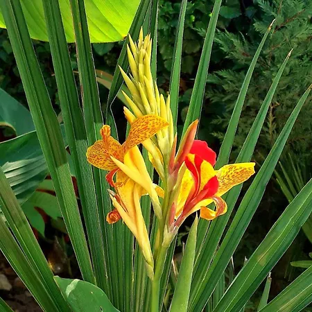 Apartman House W Little Tropical Garden Budapest