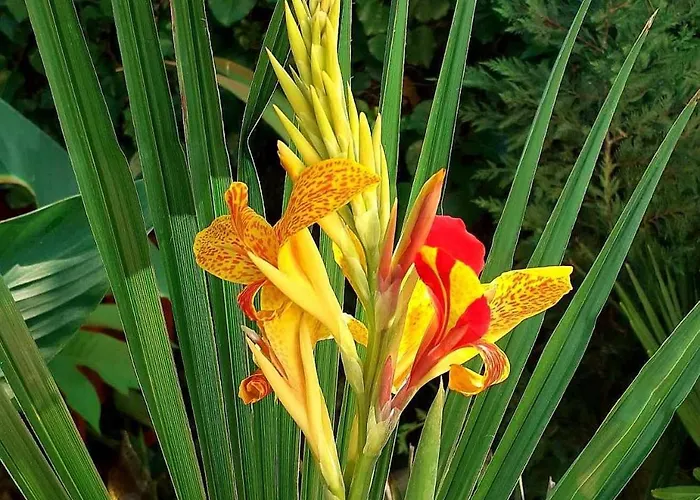 公寓 House W Little Tropical Garden 布达佩斯