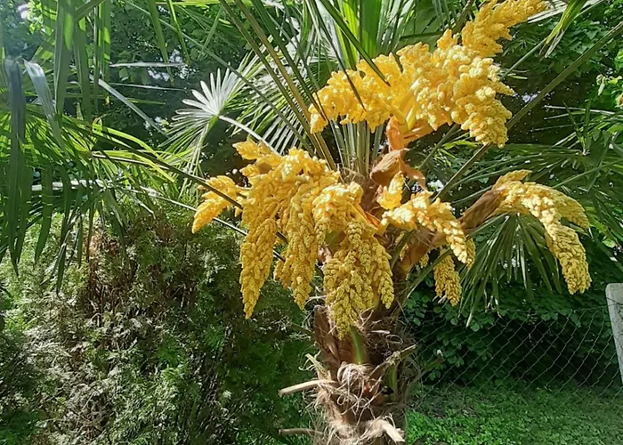 House W Little Tropical Garden *
