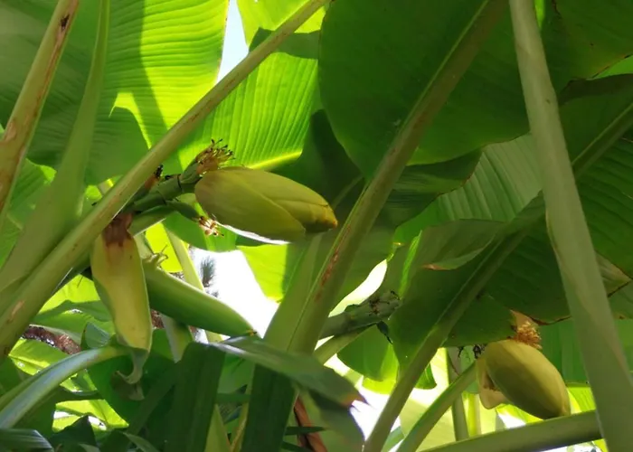 House W Little Tropical Garden 公寓 布达佩斯