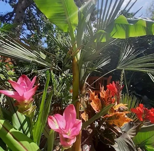 Lejlighed House W Little Tropical Garden Budapest