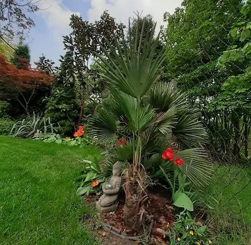 House W Little Tropical Garden