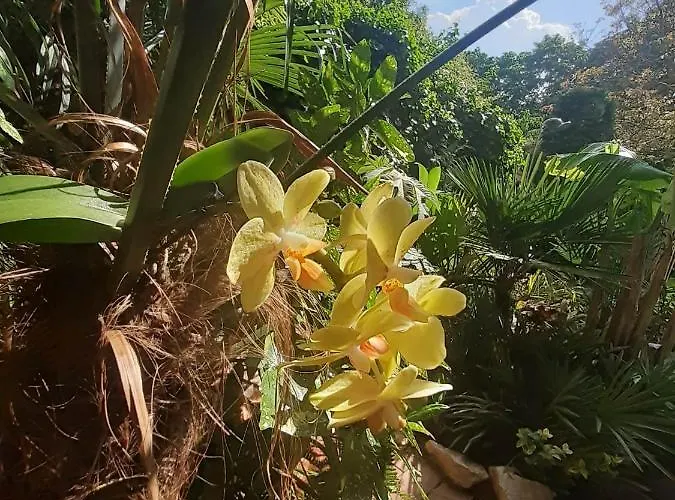Lejlighed House W Little Tropical Garden *