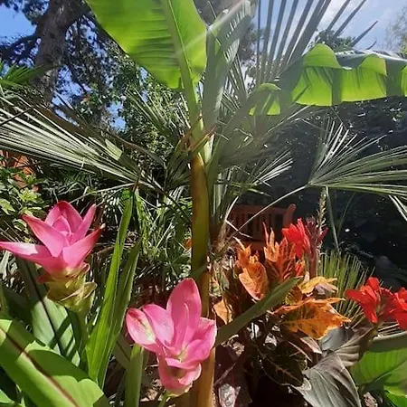 شقة House W Little Tropical Garden بودابست